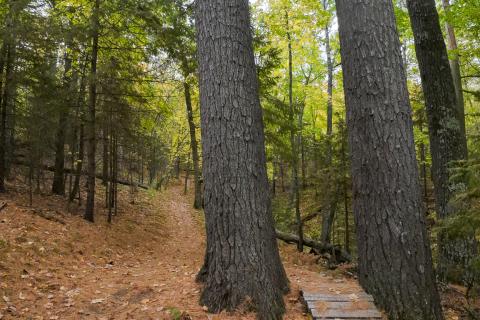 tree skinny